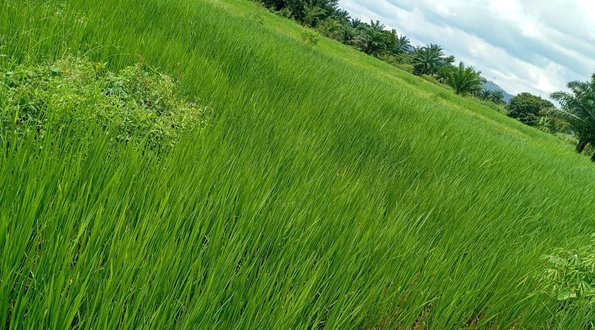 Agricultural Commodity Sourcing Nigeria